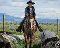 kid-safe-appaloosa-horse