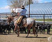 ranch-appaloosa-horse