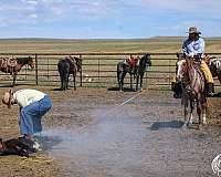 ranch-versatility-appaloosa-horse