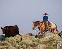 ranch-work-appaloosa-horse