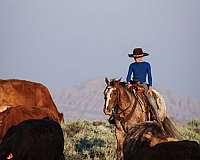 roping-appaloosa-horse