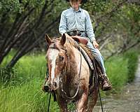 show-appaloosa-horse