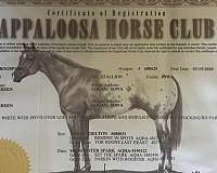 trail-riding-appaloosa-horse