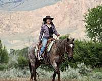 athletic-quarter-horse