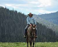 flashy-quarter-horse