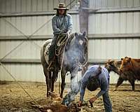 husband-safe-quarter-horse