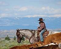 performance-quarter-horse
