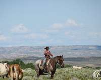 ranch-quarter-horse
