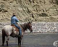 ridden-western-quarter-horse