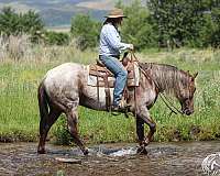 ridden-english-quarter-horse