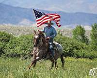 show-quarter-horse