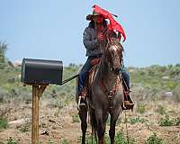 trail-quarter-horse