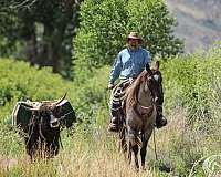 working-cattle-quarter-horse