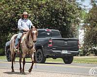 trail-riding-quarter-horse