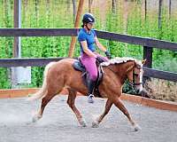 eng-haflinger-horse