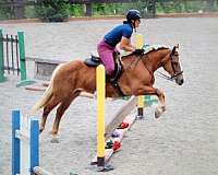 enjoy-haflinger-horse