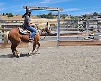 versatile-haflinger-horse