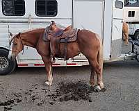 west-haflinger-horse