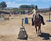 working-eq-haflinger-horse
