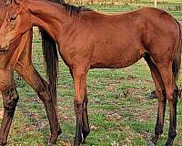 all-around-thoroughbred-horse
