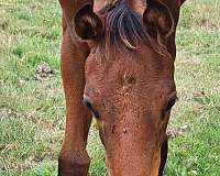 athletic-thoroughbred-horse