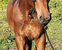 ranch-v-stallion