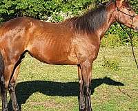 ranch-v-thoroughbred-horse