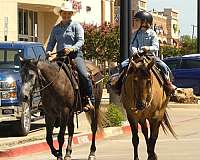 ranch-versatility-quarter-horse