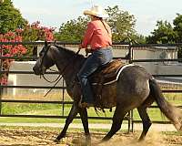 ranch-work-quarter-horse