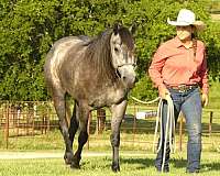 roping-quarter-horse