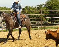 team-penning-quarter-horse