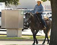 trail-class-competition-quarter-horse