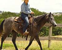 trail-quarter-horse
