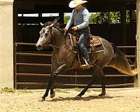 grey-quarter-horse-mare