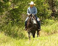 western-riding-quarter-horse