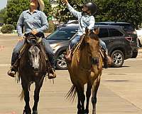working-cattle-quarter-horse