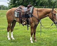 14-hand-quarter-horse-gelding