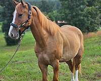 dun-red-dun-jumping-horse