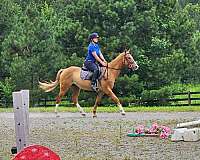 14-hand-quarter-horse