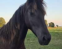 show-curly-friesian-horse