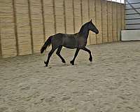 jasper-filly