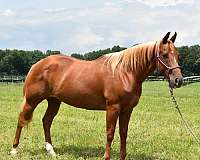 lesson-reining-horse