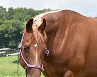 lesson-reining-mare-foal