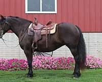 black-small-star-horse