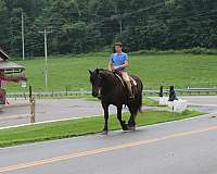 all-around-draft-horse