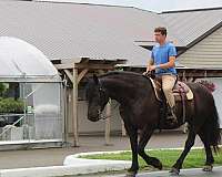 athletic-draft-horse