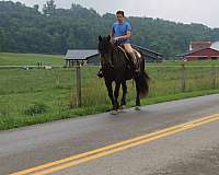 dressage-draft-horse