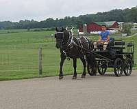 driving-draft-horse