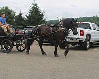 flashy-draft-horse