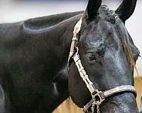 none-horse